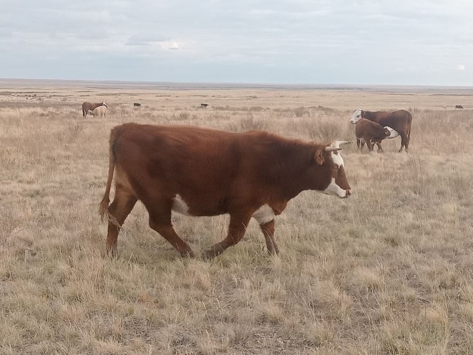 Ірі қаралар сатылады