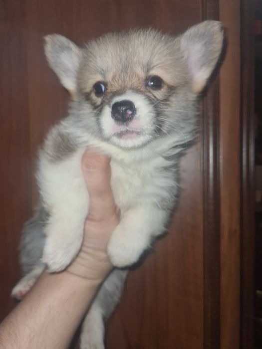 Продам щенков вельш- корги пемброк.