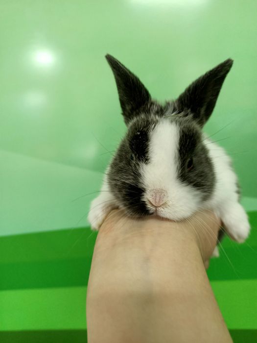 Карликовые кролики малыши