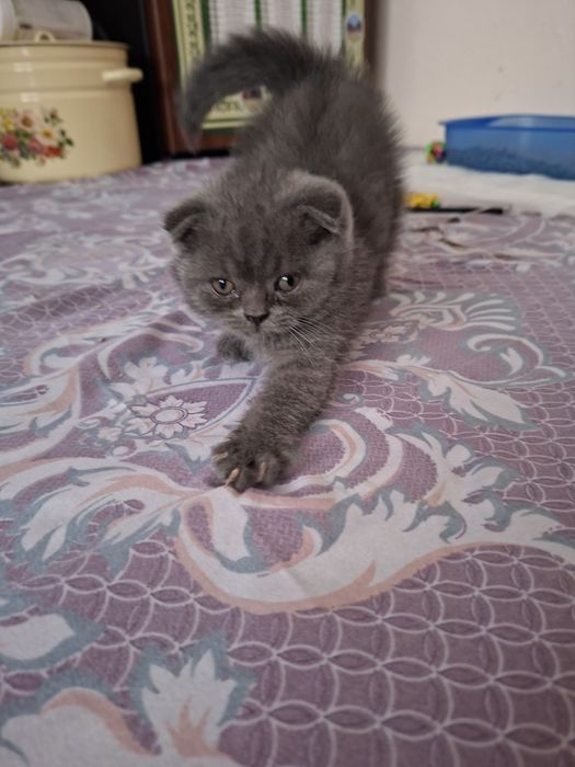 Продаётся породистая котёнка