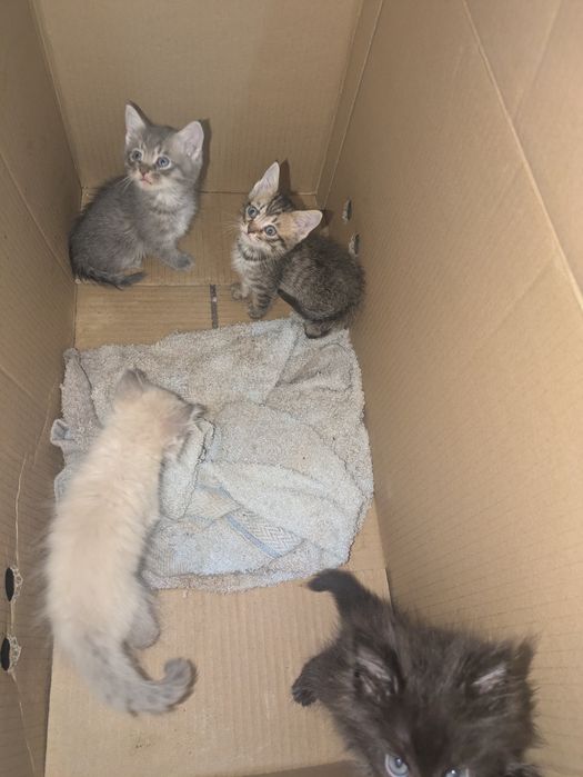 котята бесплатно