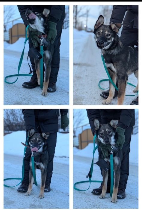 Отдам пса в добрые руки