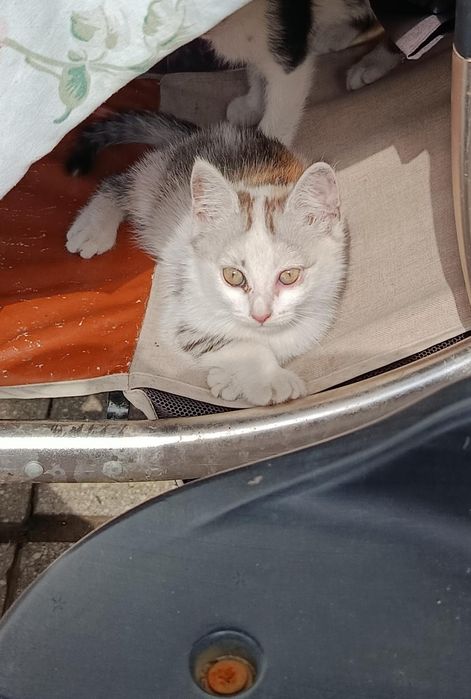 Котята красивые хорошие