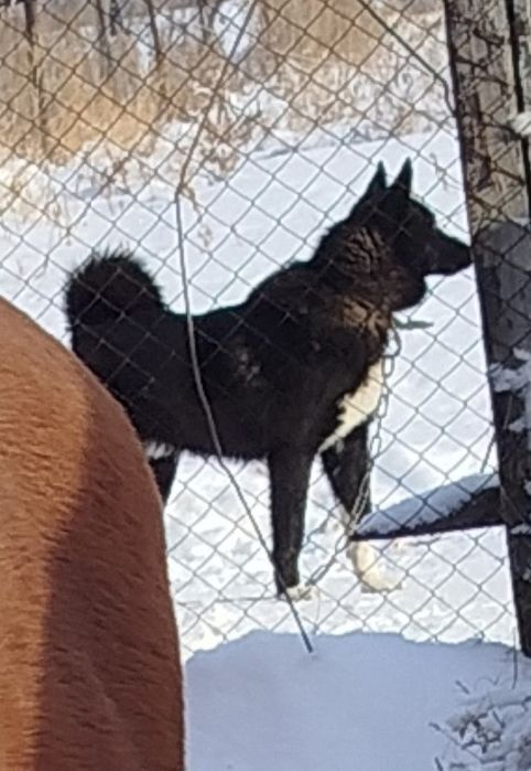 Потерялась лайка