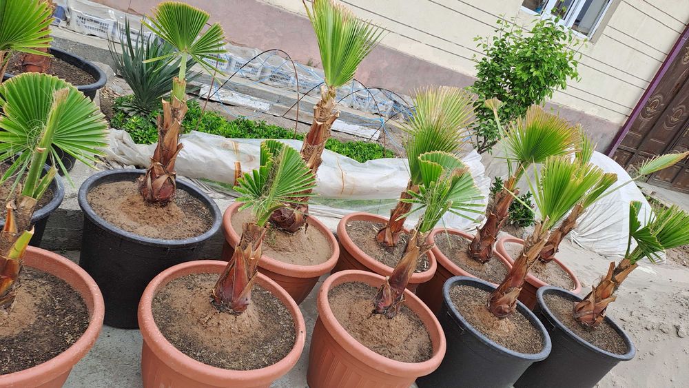 Вашингтония пальмалари сотилади