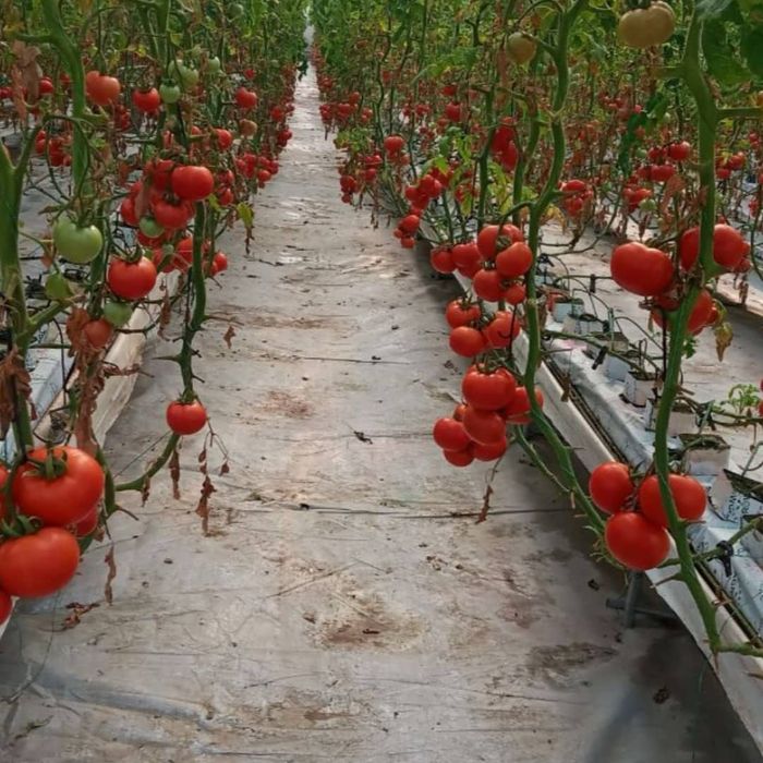 Плёнка клйонка селафн политетин плйонка иссикхона парник