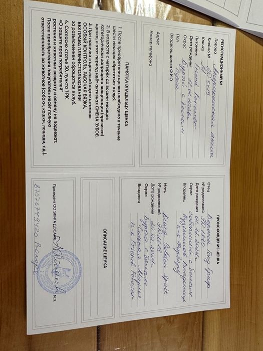 Щенок американская акита