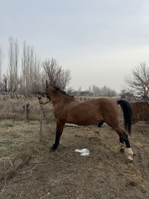 Айғыр сатылады !