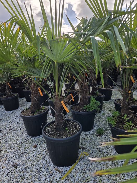 Palmier Trachycarpus 120–300 cm, rezistent la frig, poze reale