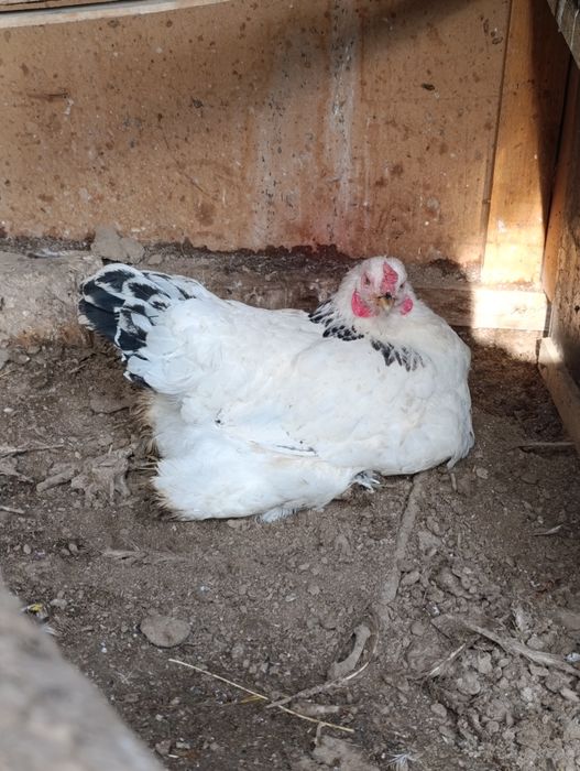 Brama svetli tovuq va hawaki