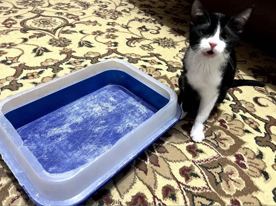 Лоток для кошки котенка