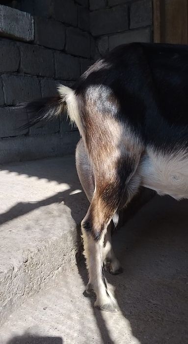 Альпийский сангу ешкі сатылады