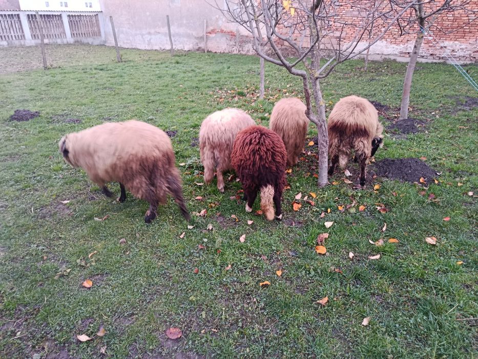 De vânzare 5 mieluțe