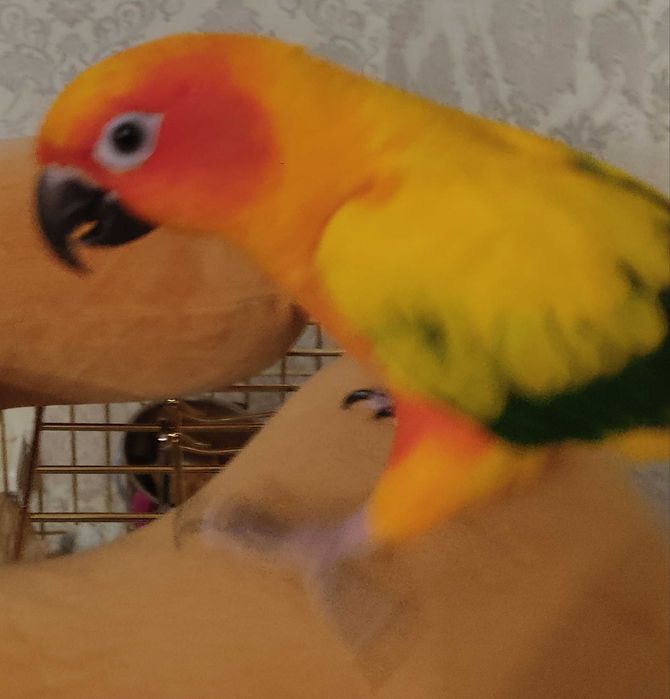 Попугай солнечная аратинга