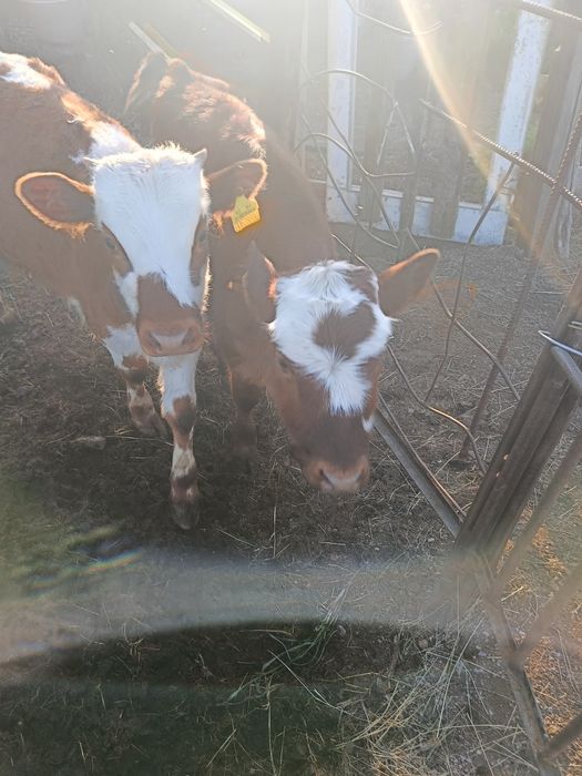 Продаются телята. 2 девочки и бычок. По 4 месяца.