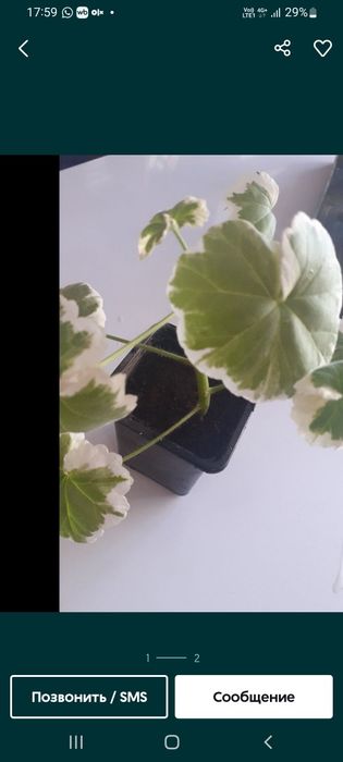 Продам комнатные пеларгонии