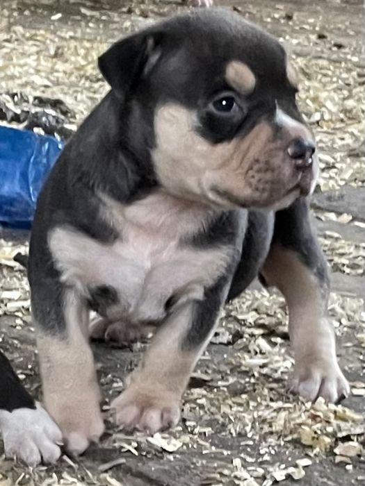 Американский булли