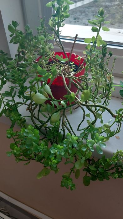 Цветы комнатные разные