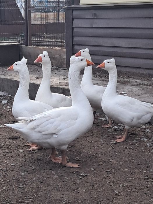 Продам домашних гусей