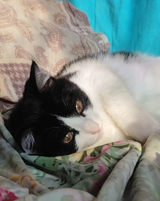 Котёнок девочка Йота