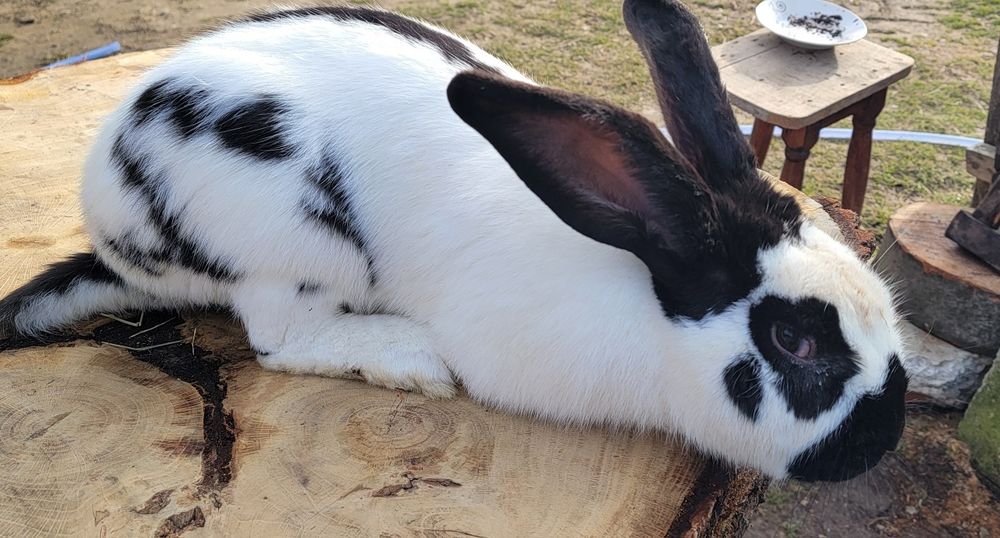 Mascul Fluture German 1 an