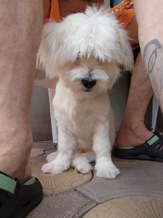 Bichon Maltez ochii albastri
