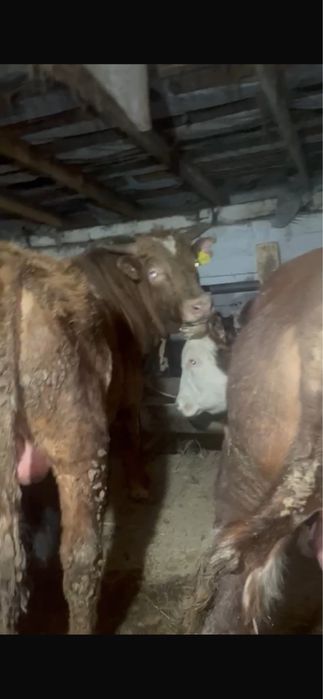 Бұқалар сатылады