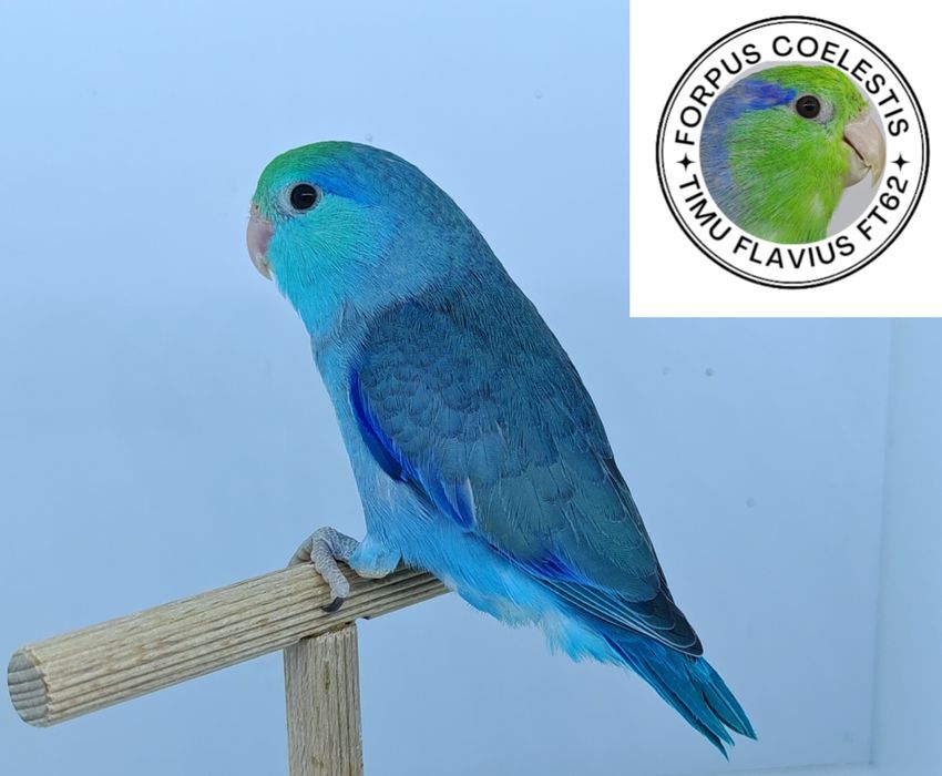 Papagal forpus coelestis