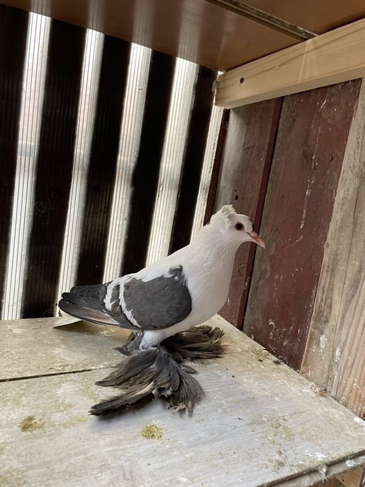 Randunele de saxonia