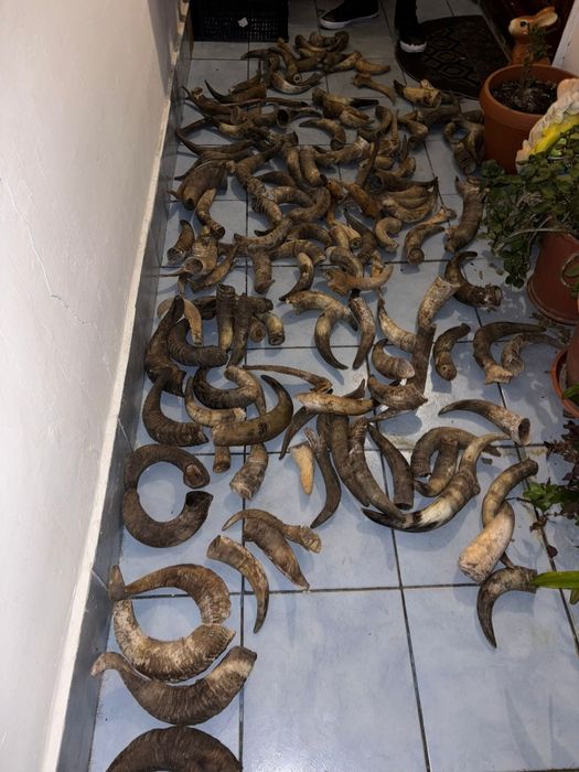 Vand colectie de coarne de bivol,berbec,tap,caprior,perechi si coarne razlete. Vedeti cele 7 poze atasate la anunt