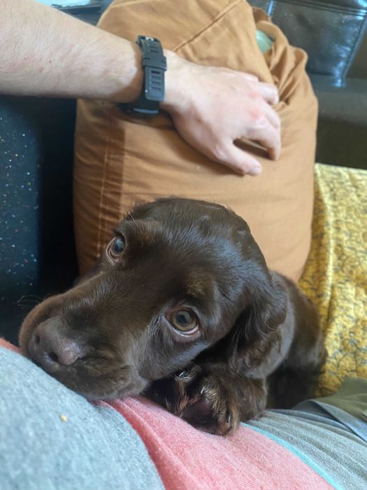 Продавам Кокер Шпанъол с Лагото