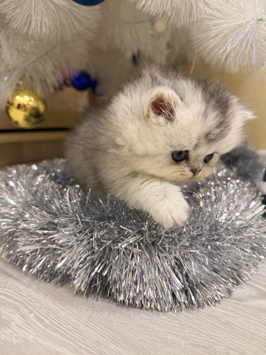 Бритенец! Шиншила Серебро!