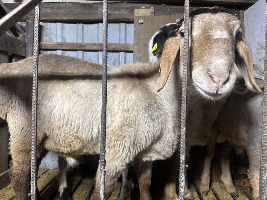 Арашан токты кошкар