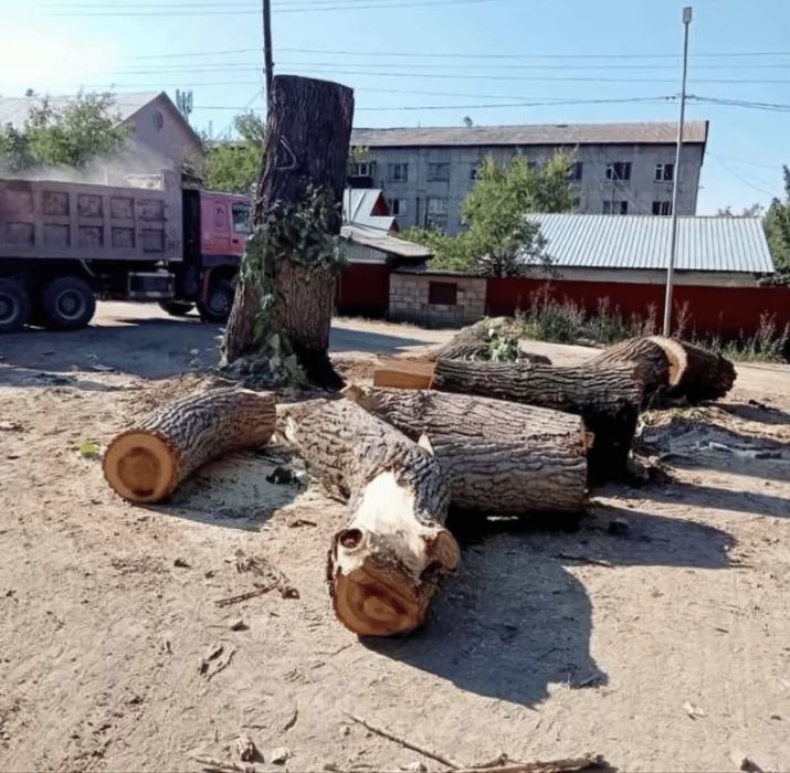 спил деревьев ага кесу