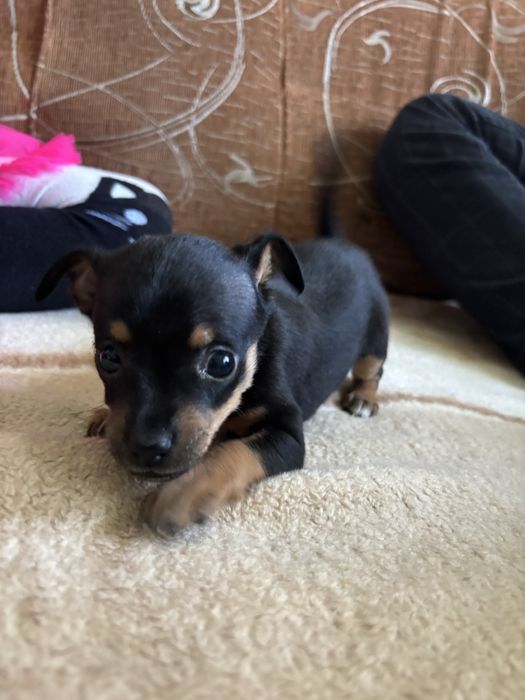 Продам щенят породы той терьер мини