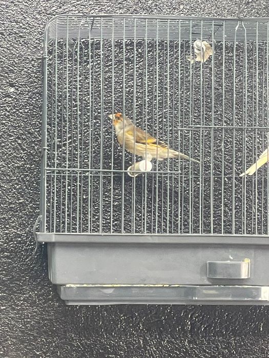 Конорейки в наличии