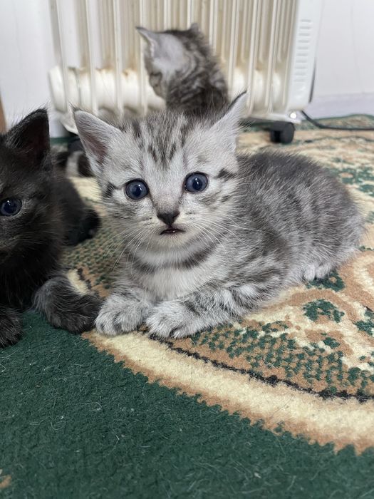 Продам британских котят
