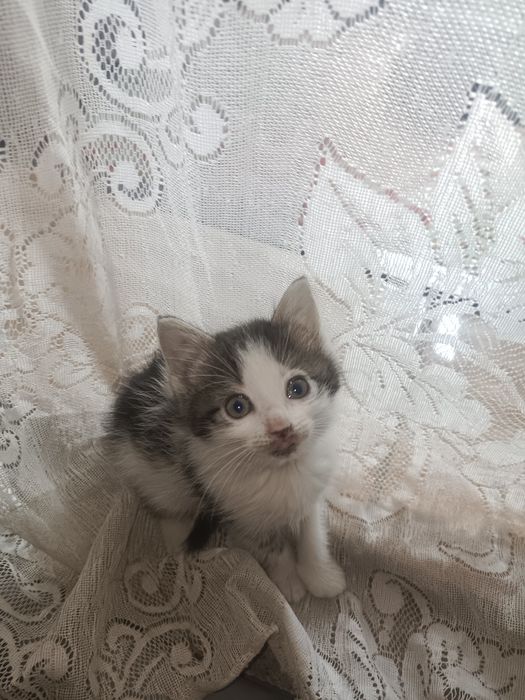 Отдам котят (мальчиков) в добрые руки