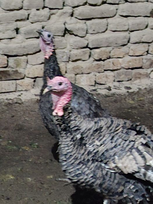 Indyuk kurka sotiladi sog'lom