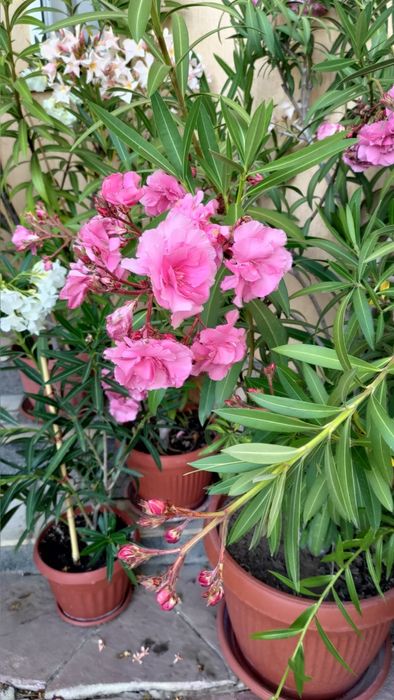 Олеандър/Зокум/Лян/Nerium Oleander