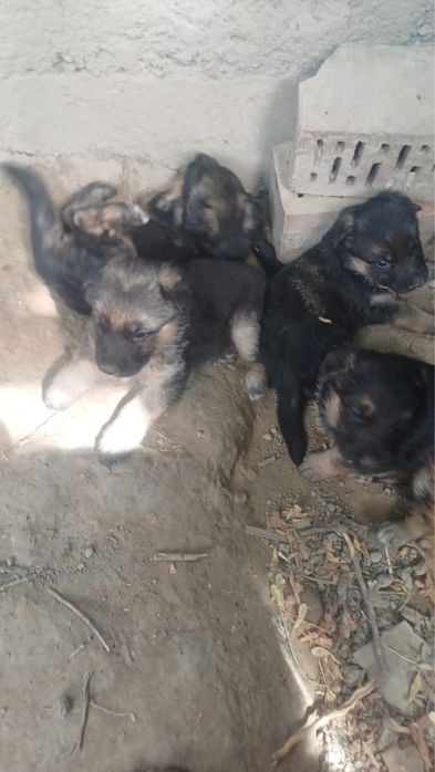 Щегки овчарки Чистокровные