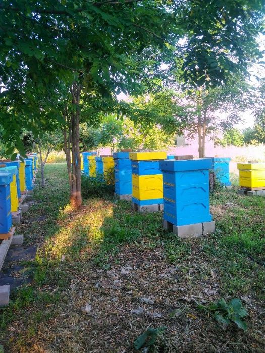 пчелен мед/клеева тинктура/прашец от производител