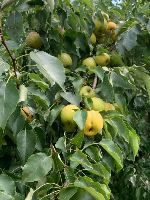 Продам Дачу. Сад Металлург