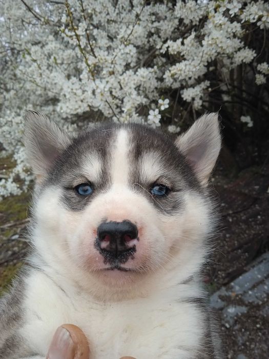 Сибирско хъски мъжко