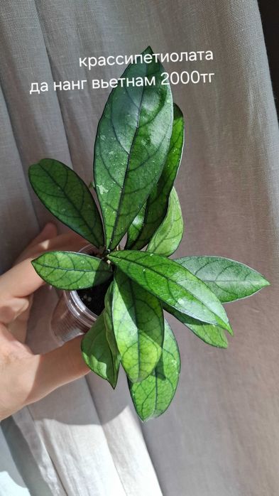 Продам укорененные хойи