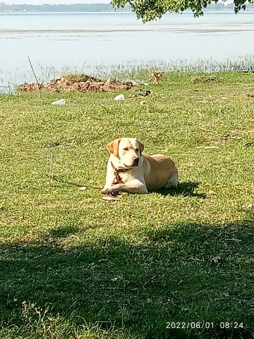 Вязка собаки породы ЛАБРАДОР - РЕТРИВЕР