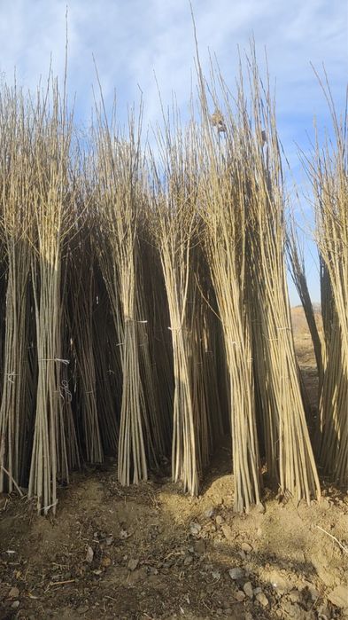 Көшеттер бар арзан бағада