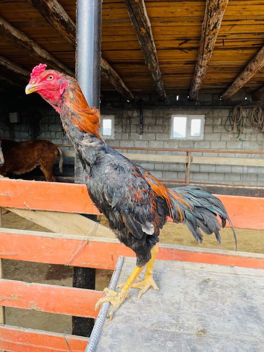 Дәкән қораз шөже июльский