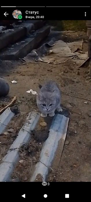 Кошечка в добрые руки