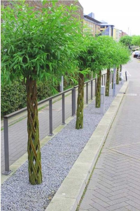 Tuia Smaragd de diferite dimensiuni 100-200cm